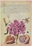 Блокнот Paperblanks Ботанічні Дива Рожева Гвоздика Flexis (середній, в лінію)
