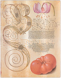 Блокнот Paperblanks Ботанічні Дива Лілія Мартагон Flexis (середній, в лінію)