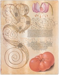 Блокнот Paperblanks Ботанічні Дива Лілія Мартагон Flexis (великий, в лінію)