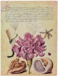 Блокнот Paperblanks Ботанічні Дива Рожева Гвоздика Flexis (великий, в лінію)